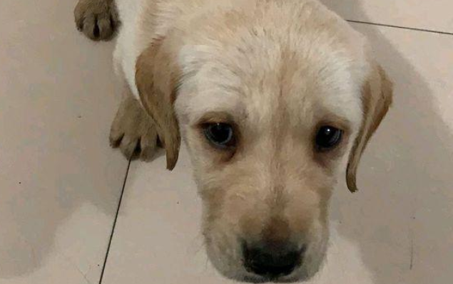 中途巧遇只流浪犬，小家伙冻裂了没地区可去，男孩儿这时候心痛坏掉