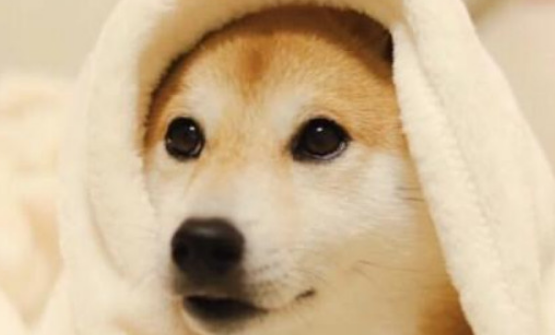 柴犬的智商相当于人几岁