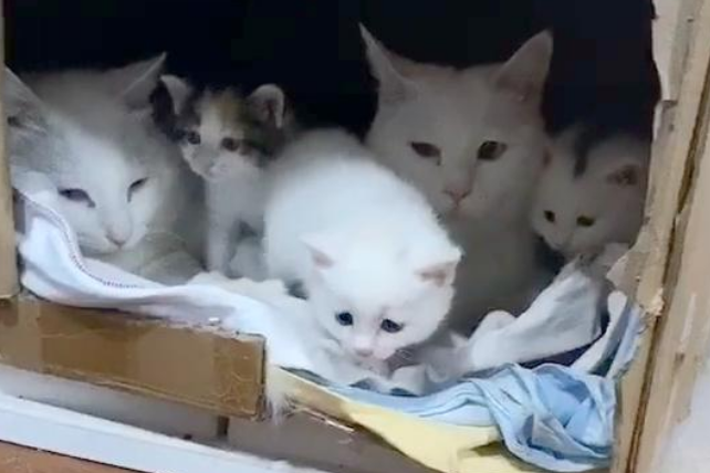 猫咪不见了，主人挨家挨户敲门寻找，重逢那刻，猫抱着主人不撒手