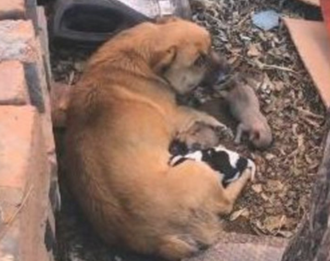庭院里忽然来啦只流浪犬，身边也有几个小狗崽，界面令人大呼心痛