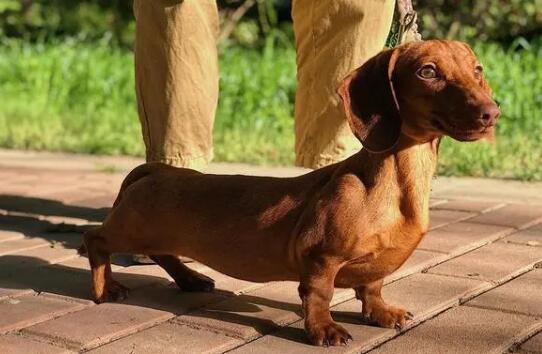 腊肠犬怕热吗 腊肠犬怕不怕热
