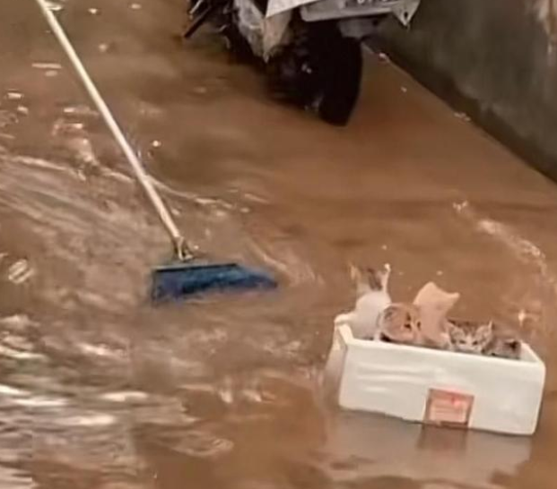 暴雨洪灾下的村庄，猫妈妈把生的机会就给了小猫