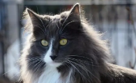 挪威森林猫性格好吗
