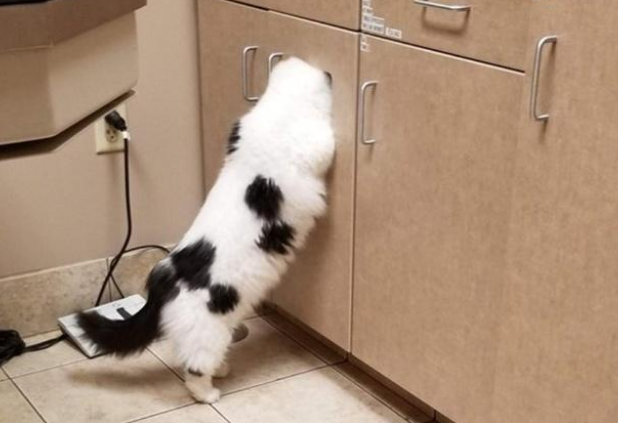 猫咪拒做绝育将头埋进垃圾箱,网友:同一个世界,同一只猫! 猫咪拒做绝育将头埋进垃圾箱,网友:同一个世界,同一只猫!