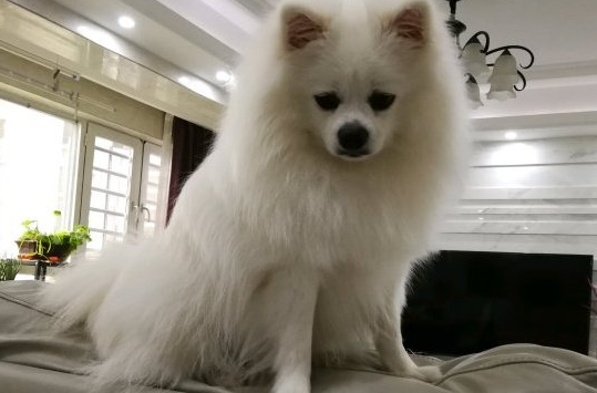 博美玩得正高兴，球忽然自身跑了，狗：它讨厌我了！