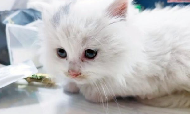 小白猫被抱走后,猫妈妈天天上门讨要孩子,小猫的反应很现实 小白猫被抱走后,猫妈妈天天上门讨要孩子,小猫的反应很现实