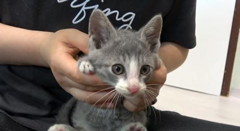 流浪小猫为口吃的,用身体努力撞门,猫:求求您,把门打开吧 流浪小猫为口吃的,用身体努力撞门,猫:求求您,把门打开吧