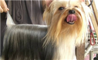 西施犬和约克夏的区别