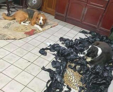 狗狗睡在垫子上嫌冷，把家中的垃圾袋全叼回来铺上，目光好可伶
