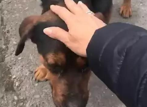 漂泊土狗生产制造后，为回报恩公投喂之情，积极叼着小奶狗送至他眼前