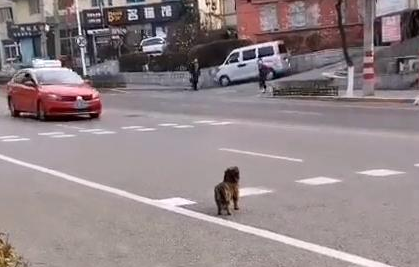 在马路中央等待主人的狗狗,无助的背影看着心疼,终与主人团聚 在马路中央等待主人的狗狗,无助的背影看着心疼,终与主人团聚