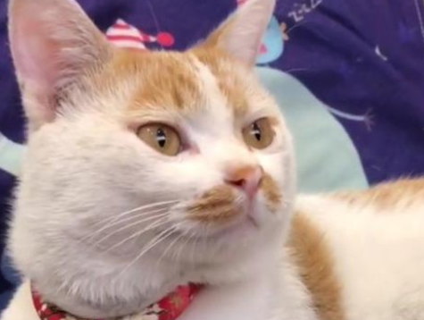 流浪猫被收养后，一个月内捡来两只小猫，铲屎官：渣猫！