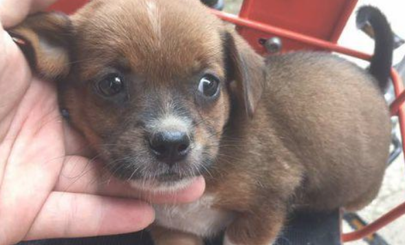 草地里捡到只流浪犬,女生一抬手臂,小家伙的主要表现令她心酸