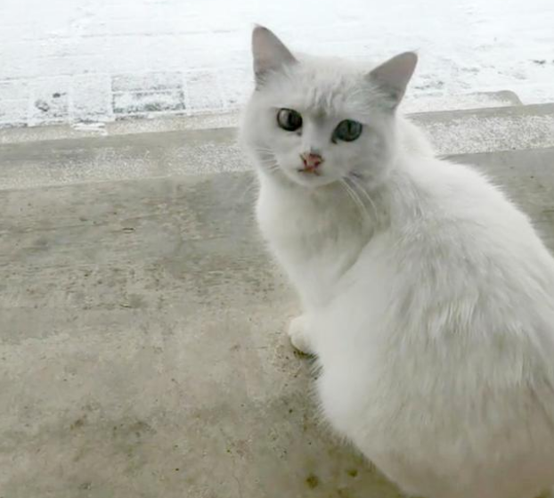 小白猫被抱走后,猫妈妈天天上门讨要孩子,小猫的反应很现实 小白猫被抱走后,猫妈妈天天上门讨要孩子,小猫的反应很现实