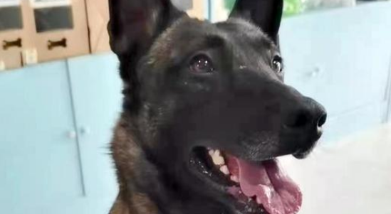 被寄养的搜救犬,连开两道锁成功“越狱”,终被好心人送回 被寄养的搜救犬,连开两道锁成功“越狱”,终被好心人送回