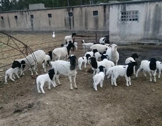 自小刚开始塑造德牧放羊，未来把羊群交到它，狗：挺有工作压力！