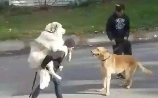 两百斤的阿拉斯加还让主人家身背，金毛狗看过很羡慕嫉妒：因为我要抱抱啊！