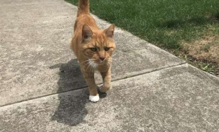 外国男子幸遇橘猫好邻居 总要蹭蹭讨摸
