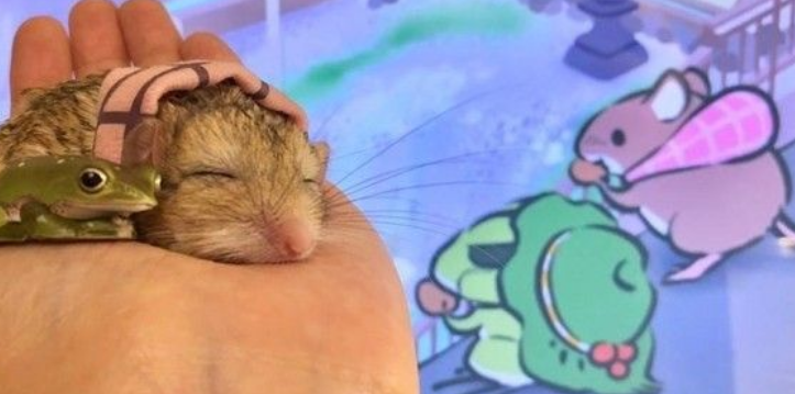 超萌肥尾沙鼠 对人类手掌心独有情钟 超萌肥尾沙鼠 对人类手掌心独有情钟