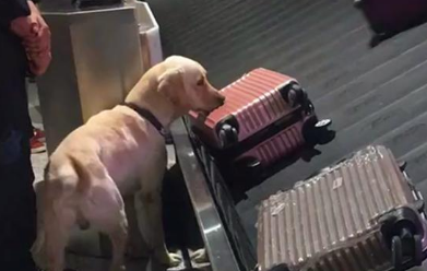 嗅到了钱钱的味道！嗅闻犬嗅出乘客非法携带的25万欧元现金