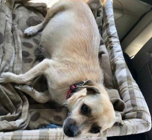 流浪犬汽车上出现意外孕妇分娩,夫妻帮它助产,6只讨人喜欢的小狗圆满出世! 流浪犬汽车上出现意外孕妇分娩,夫妻帮它助产,6只讨人喜欢的小狗圆满出世!