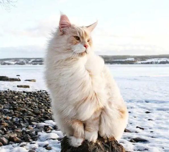 两个月的小猫一天可以睡多久 两个月的小猫一天可以睡多久