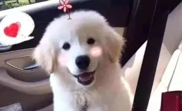 萨摩耶和金毛狗产下了1个小金萨，一出世就震撼任何人！