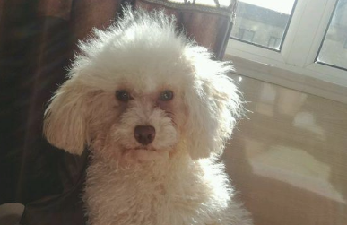 从宠物犬到流浪狗,小家伙目光里边充满了失落,女生看过好痛心 从宠物犬到流浪狗,小家伙目光里边充满了失落,女生看过好痛心