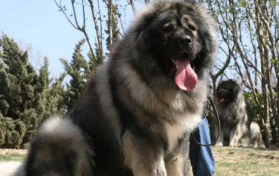 一定要了解高加索犬的优缺点，再决定是否养它！