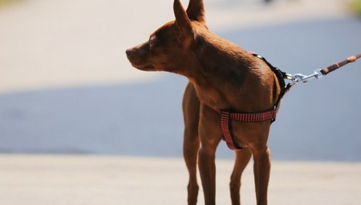 小鹿犬性格特点和缺点