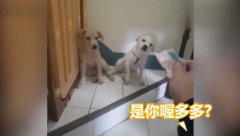 狗子被质疑谁咬烂信，凶犯汪后腿狂踹邻居汪：你快承认啊！
