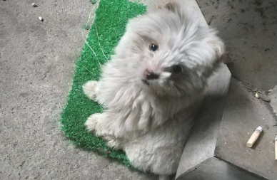 女生喂流浪犬点吃的食物后,她前脚刚进门处后脚小家伙就跟踪了家 女生喂流浪犬点吃的食物后,她前脚刚进门处后脚小家伙就跟踪了家