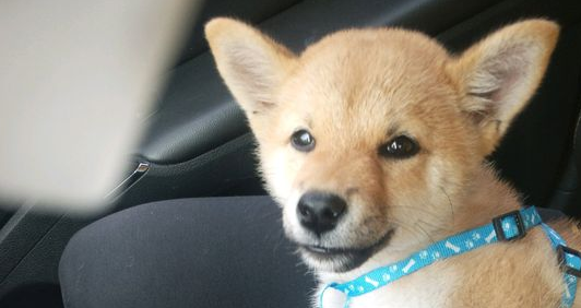 假期结束了,柴犬要跟主人家离去家乡了,可它都还没玩够 假期结束了,柴犬要跟主人家离去家乡了,可它都还没玩够