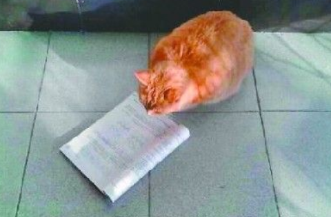 “山大神猫”昨晚意外离世 学子们对其哀悼