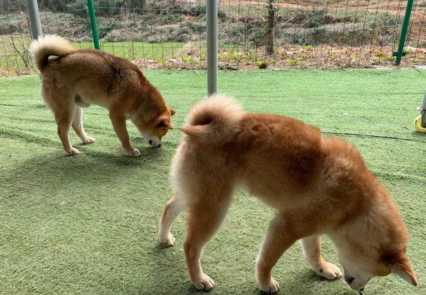 国庆出游特别注意家犬饮食搭配个人行为,马路边野香菇并不宜狗类服用 国庆出游特别注意家犬饮食搭配个人行为,马路边野香菇并不宜狗类服用