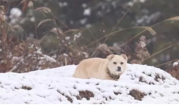 小狗将食材分到流浪犬,还让流浪犬睡在狗狗的窝里,它却躺在外边留宿 小狗将食材分到流浪犬,还让流浪犬睡在狗狗的窝里,它却躺在外边留宿