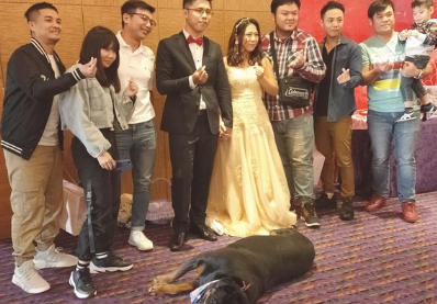 婚宴新人客人合照，狗狗倒在正中央政府搏版面，抢镜：我才算是主角！