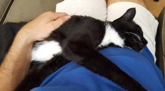 18岁猫奶奶被家人弃养 在收容所幸遇真命猫奴