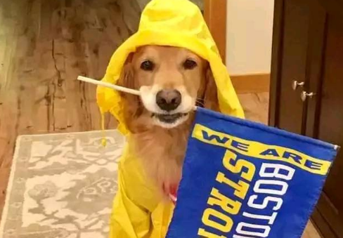 狗狗冒雨为马拉松选手助威 这个画面真的是太暖心了 狗狗冒雨为马拉松选手助威 这个画面真的是太暖心了