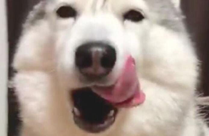 主人家无趣摸狗狗鼻子，狗狗竟露出“天使之微笑”