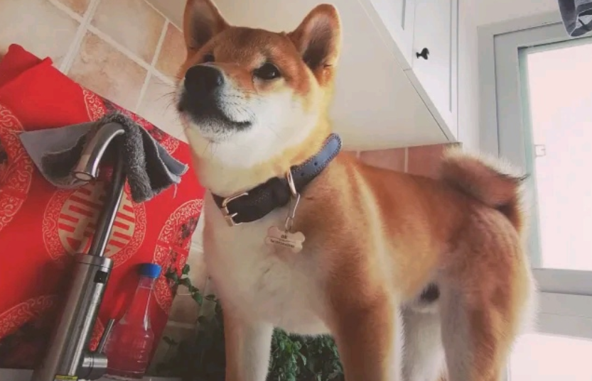 一大早起还要洗澡,柴犬压根就没睡够,結果把主人给吓退了 一大早起还要洗澡,柴犬压根就没睡够,結果把主人给吓退了
