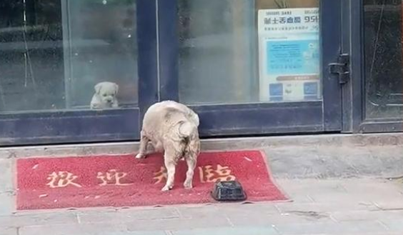 小狗被收养后，狗妈妈拖着残腿来看望，眼里满是不舍