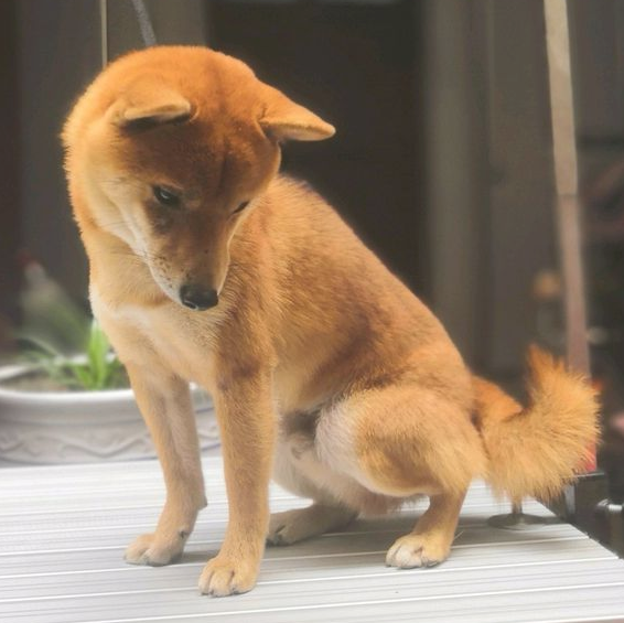 把柴犬放在桌子上就离开了,要想坐着等却硌了臀部,很尴尬哦 把柴犬放在桌子上就离开了,要想坐着等却硌了臀部,很尴尬哦