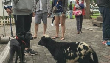 狗走在路上碰到只羊,吓得赶忙抱住主人大腿要抱抱,小怂样太搞笑了