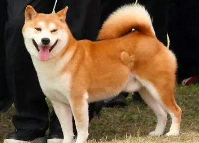 几个月大的秋田犬可以开始训练？不清楚的快来看看！
