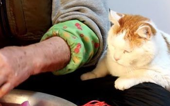 光是看照片就快热泪盈眶!猫叔陪伴老奶奶超暖心