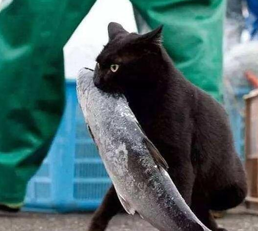猫咪为什么喜欢舔毛？我来告诉你答案！