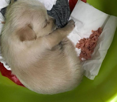 漂泊小奶狗傻傻的地跟随女生离开了好远,连自身被抛弃了还绝不知情人 漂泊小奶狗傻傻的地跟随女生离开了好远,连自身被抛弃了还绝不知情人