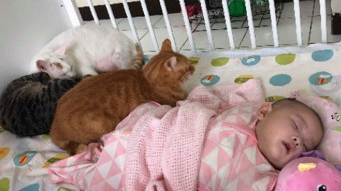猫主子们陪伴小主人睡觉 网友直呼画面好疗愈！