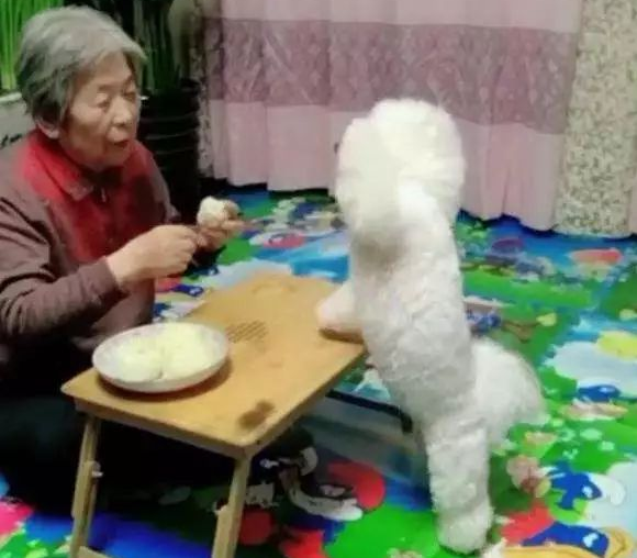 小比熊以便讨点吃的,对着奶奶一直作揖,真是太可爱了! 小比熊以便讨点吃的,对着奶奶一直作揖,真是太可爱了!